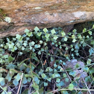 Asplenium flabellifolium at Jerrabomberra, NSW - 23 Jun 2024 by SteveBorkowskis