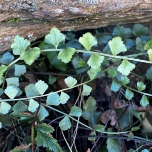 Asplenium flabellifolium at QPRC LGA - 23 Jun 2024