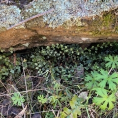 Asplenium flabellifolium at QPRC LGA - 23 Jun 2024