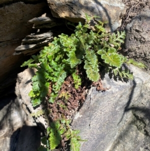 Asplenium subglandulosum at QPRC LGA - 23 Jun 2024