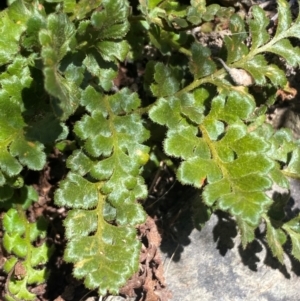 Asplenium subglandulosum at QPRC LGA - 23 Jun 2024