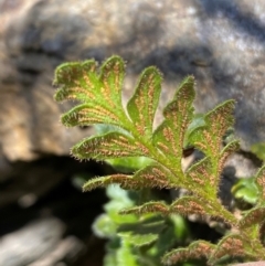 Pleurosorus rutifolius at QPRC LGA - 23 Jun 2024