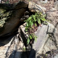 Asplenium subglandulosum at QPRC LGA - 23 Jun 2024