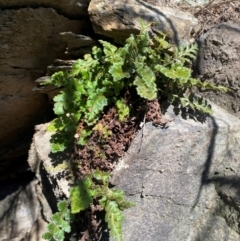 Asplenium subglandulosum at QPRC LGA - 23 Jun 2024