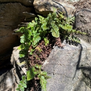 Asplenium subglandulosum at QPRC LGA - 23 Jun 2024