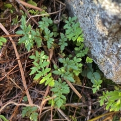 Cheilanthes sp. at Jerrabomberra, NSW - 23 Jun 2024 by SteveBorkowskis