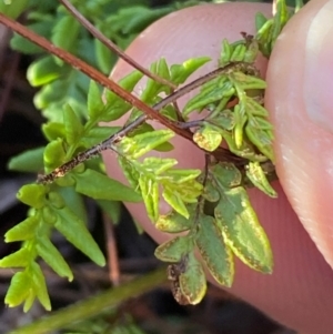 Cheilanthes sieberi subsp. sieberi at QPRC LGA - 23 Jun 2024