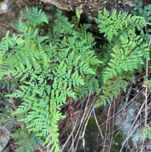 Cheilanthes austrotenuifolia at QPRC LGA - 23 Jun 2024