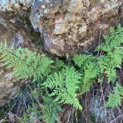 Cheilanthes austrotenuifolia at QPRC LGA - 23 Jun 2024