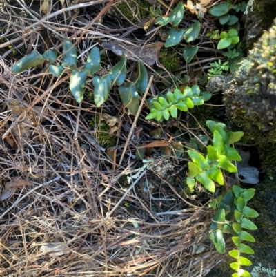 Pellaea calidirupium at Jerrabomberra, NSW - 23 Jun 2024 by SteveBorkowskis