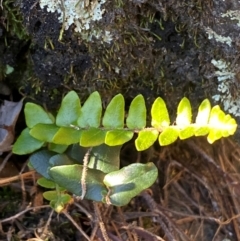 Pellaea calidirupium at QPRC LGA - 23 Jun 2024