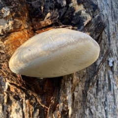 Laetiporus portentosus (White Punk) at QPRC LGA - 23 Jun 2024 by SteveBorkowskis