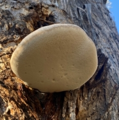 Laetiporus portentosus at QPRC LGA - 23 Jun 2024