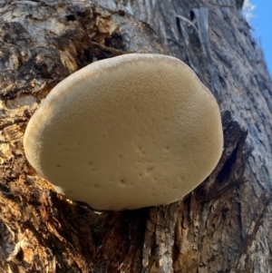 Laetiporus portentosus at QPRC LGA - 23 Jun 2024