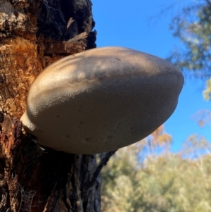 Laetiporus portentosus at QPRC LGA - 23 Jun 2024