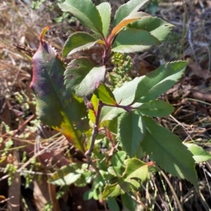 Photinia serratifolia at QPRC LGA - 23 Jun 2024