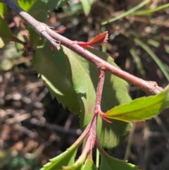 Photinia serratifolia at QPRC LGA - 23 Jun 2024 02:26 PM