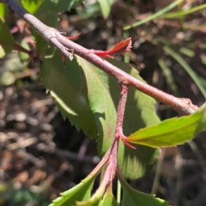 Photinia serratifolia at QPRC LGA - 23 Jun 2024