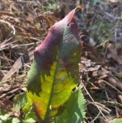 Photinia serratifolia at QPRC LGA - 23 Jun 2024