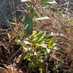 Photinia serratifolia at QPRC LGA - 23 Jun 2024 02:26 PM