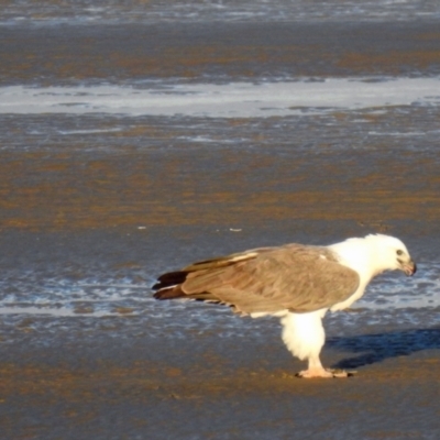 Haliaeetus leucogaster (White-bellied Sea-Eagle) at Urangan, QLD - 14 May 2024 by Gaylesp8