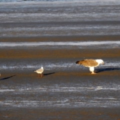 Haliaeetus leucogaster at Urangan, QLD - 14 May 2024 04:41 PM