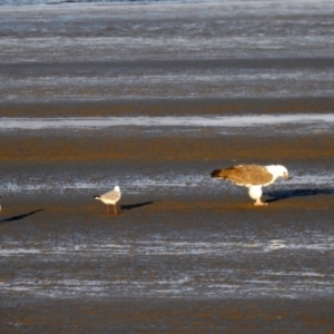 Haliaeetus leucogaster at Urangan, QLD - 14 May 2024 04:41 PM