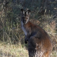 Notamacropus rufogriseus at QPRC LGA - 23 Jun 2024