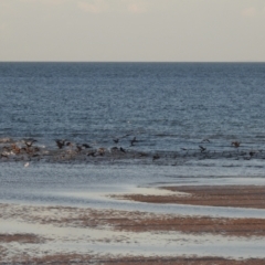 Phalacrocorax sulcirostris (Little Black Cormorant) at Urangan, QLD - 14 May 2024 by Gaylesp8