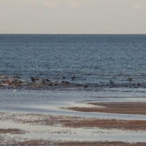 Phalacrocorax sulcirostris at Urangan, QLD - 14 May 2024