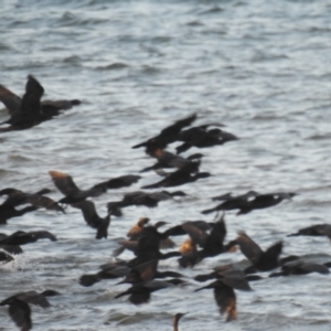 Phalacrocorax sulcirostris at Urangan, QLD - 14 May 2024