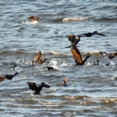 Phalacrocorax sulcirostris at Urangan, QLD - 14 May 2024