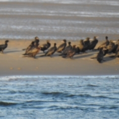 Phalacrocorax sulcirostris at Urangan, QLD - 14 May 2024