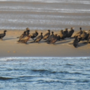 Phalacrocorax sulcirostris at Urangan, QLD - 14 May 2024