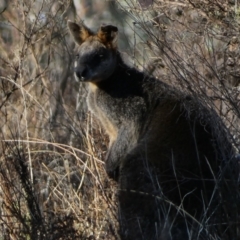 Wallabia bicolor (Swamp Wallaby) at QPRC LGA - 23 Jun 2024 by SteveBorkowskis