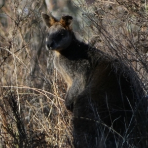 Wallabia bicolor at QPRC LGA - 23 Jun 2024