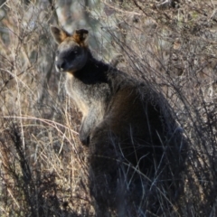 Wallabia bicolor at QPRC LGA - 23 Jun 2024