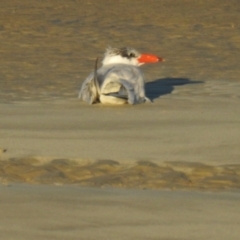 Hydroprogne caspia (Caspian Tern) at Urangan, QLD - 13 May 2024 by Gaylesp8