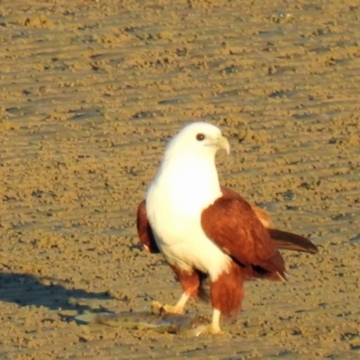 Haliastur indus (Brahminy Kite) at Urangan, QLD - 13 May 2024 by Gaylesp8