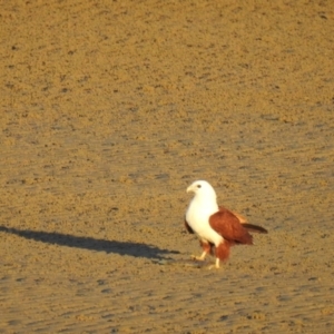 Haliastur indus at Urangan, QLD - 13 May 2024