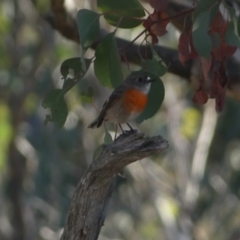 Petroica boodang (Scarlet Robin) at QPRC LGA - 23 Jun 2024 by SteveBorkowskis