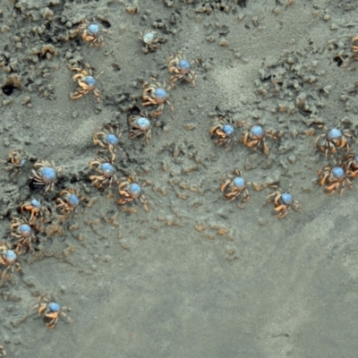 Unidentified Crab, Prawn, Barnacle (Crustacea) at Urangan, QLD - 11 May 2024 by Gaylesp8