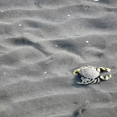 Unverified Crab, Prawn, Barnacle (Crustacea) at Urangan, QLD - 13 May 2024 by Gaylesp8
