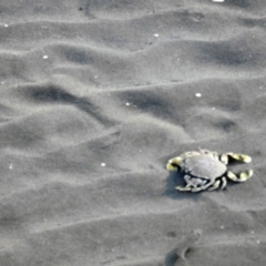 Unidentified Crab, Prawn, Barnacle (Crustacea) at Urangan, QLD - 13 May 2024 by Gaylesp8