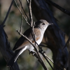 Colluricincla harmonica (Grey Shrikethrush) at QPRC LGA - 23 Jun 2024 by SteveBorkowskis