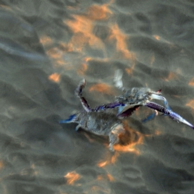 Unidentified Crab, Prawn, Barnacle (Crustacea) at Urangan, QLD - 13 May 2024 by Gaylesp8
