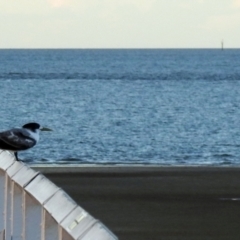 Thalasseus bergii (Crested Tern) at Urangan, QLD - 11 May 2024 by Gaylesp8