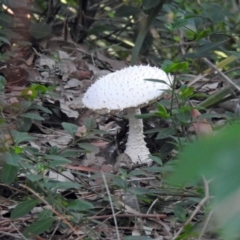 Unidentified Cap on a stem; gills below cap [mushrooms or mushroom-like] at River Heads, QLD - 14 May 2024 by Gaylesp8