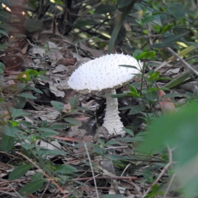 Unidentified Cap on a stem; gills below cap [mushrooms or mushroom-like] at River Heads, QLD - 14 May 2024 by Gaylesp8