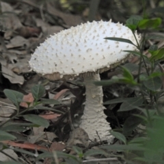 Amanita sp. at River Heads, QLD - 14 May 2024 03:40 PM